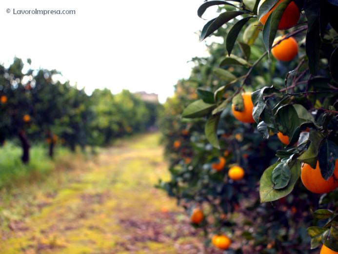 Impresa agricola