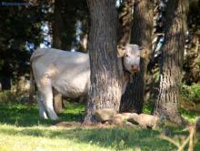 Lavoro agricolo e NASpI